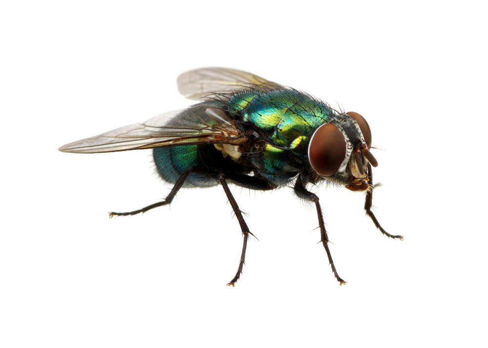 dreams-about-flies-meaning-and-interpretations